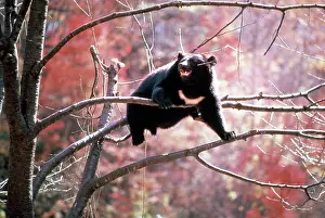 Balancing: Asiatic Black Bear