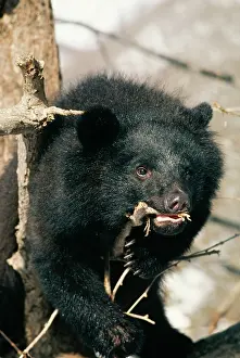 Selenarctos: ASIATIC BLACK BEAR - chewing bark