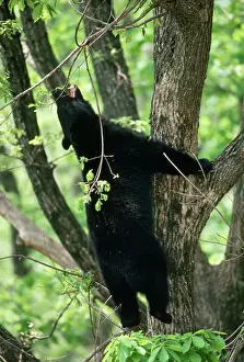 Selenarctos: Asiatic Black BEAR - climbing tree
