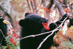 Selenarctos: Asiatic Black BEAR - eating berries