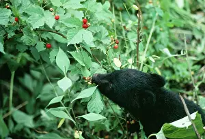 Selenarctos: Asiatic Black BEAR - eating berries
