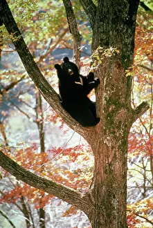 Selenarctos: Asiatic Black Bear - Japanese sub species