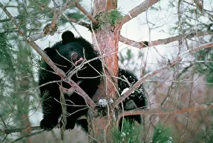 Selenarctos: Asiatic Black Bear - Japanese sub species