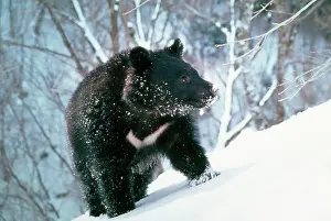 Selenarctos: Asiatic Black Bear - Japanese sub species