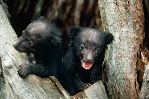 Selenarctos: Asiatic Black Bear - Japanese sub species