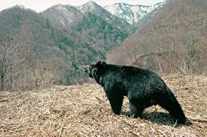 Selenarctos: Asiatic Black BEAR - Japanese sub species
