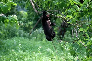 Selenarctos: Asiatic Black Bear - Japanese sub species