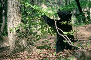 Selenarctos: Asiatic Black Bear - Japanese sub species