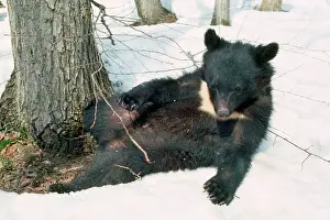 Selenarctos: Asiatic Black bear - lying in snow
