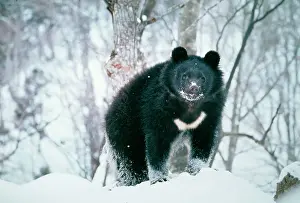 Selenarctos: ASIATIC BLACK BEAR - in snow