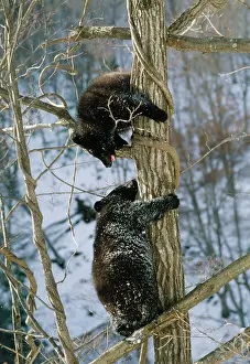 Selenarctos: ASIATIC BLACK BEAR - two in tree