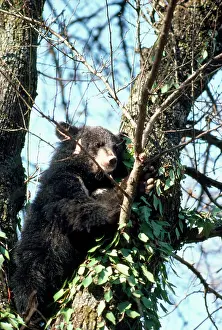Selenarctos: Asiatic Black Bear - in tree