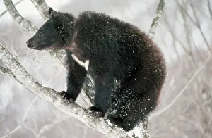 Selenarctos: Asiatic Black bear - in tree