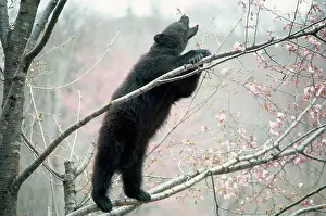 Selenarctos: Asiatic Black bear - in tree with blossom