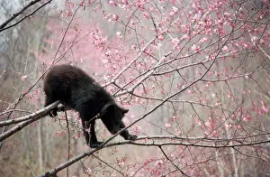 Asiatic Black bear - in tree with blossom