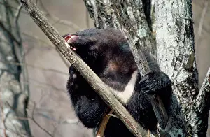 Selenarctos: Asiatic Black bear - in tree eating bark
