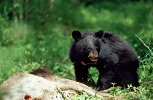 Selenarctos: Asiatic Black Bear - young feeding on deer carcass