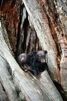 Selenarctos: Asiatic Black Bear - young. Japanese sub species