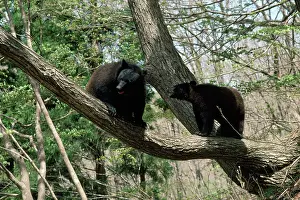 Selenarctos: Asiatic Black Bears
