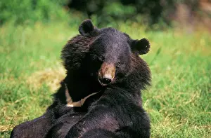 Selenarctos: Asiatic Black / Tibetan Black / Himalayan Black