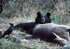 Kashmir: Asiatic Black / Tibetan Black / Himalayan Black