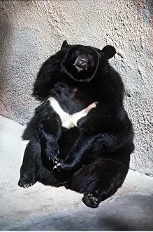 Tibetan: Asiatic Black / Tibetan Black / Himalayan Black / Moon BEAR