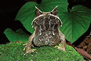 Auscape International: Asiatic Horned Toad - lives on the forest floor