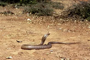 Cobras: Asiatic / Indian Cobra