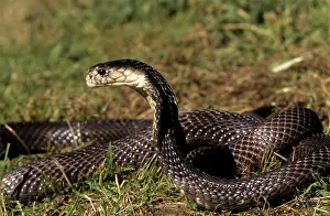 Naja: Asiatic / Indian Cobra