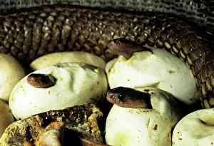 Naja: Asiatic / Indian Cobra - babies hatching