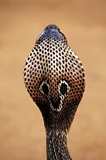 Naja: Asiatic / Indian COBRA - Close up of head