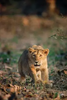 Persica: Asiatic / Indian Lion