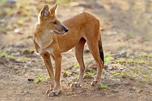 Alpinus: Asiatic / Indian Wild Dog
