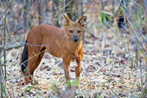 Alpinus: Asiatic / Indian Wild Dog