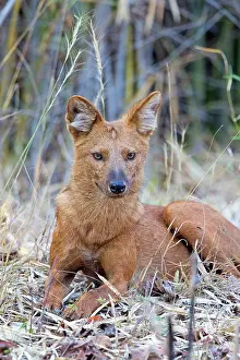 Alpinus: Asiatic / Indian Wild Dog