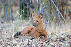 Alpinus: Asiatic / Indian Wild Dog