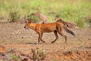 Alpinus: Asiatic / Indian Wild Dog