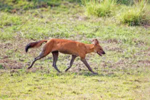 Alpinus: Asiatic / Indian Wild Dog
