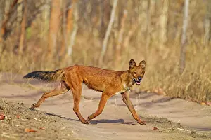 Alpinus: Asiatic / Indian Wild Dog / Dhole