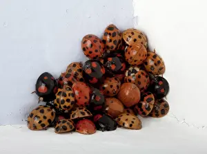 Axyridis: Asiatic ladybird - a group in a room during winter