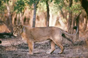 Persica: Asiatic Lion