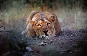 Persica: Asiatic Lion