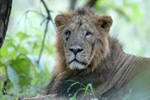 Casualties: Asiatic Lion - with injured eye & face