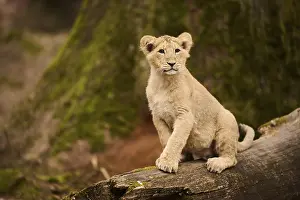 Trunks: Asiatic lion (Panthera leo persica) cub sitting on a tree trunk