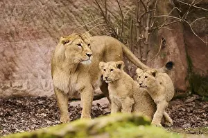 Lions: Asiatic lion (Panthera leo persica) female (mother) with his cubs