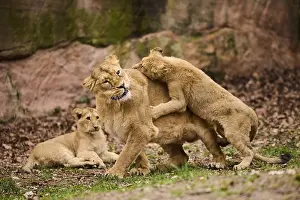 Lions: Asiatic lion (Panthera leo persica) female (mother) with her cubs