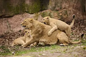 Lions: Asiatic lion (Panthera leo persica) female (mother) with her cubs