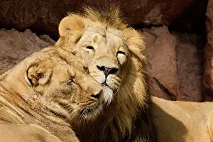 Predatory: Asiatic lion (Panthera leo persica), male and female