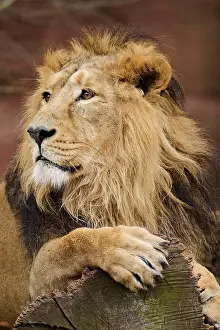 Persica: Asiatic lion (Panthera leo persica), male, lying