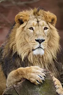 Persica: Asiatic lion (Panthera leo persica), male, lying